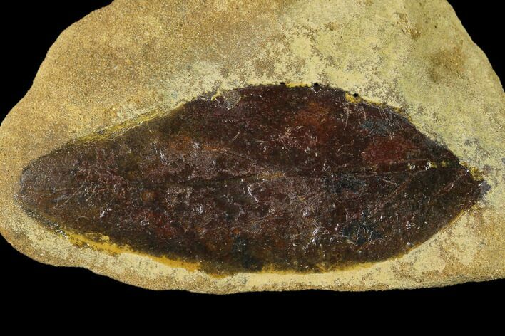 Cretaceous Fossil Leaf (Daphnophyllum) - Kansas #136454
